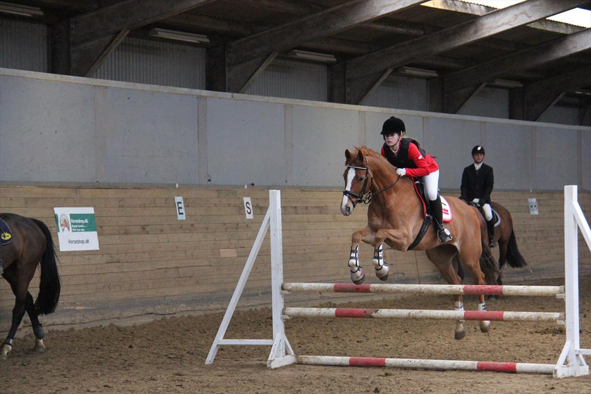 Dansk Varmblod Gørklintgårds Graena [Mors] - Opvarmning til C-stævne i Fredericia Marts 2012. Foto: Mor billede 19