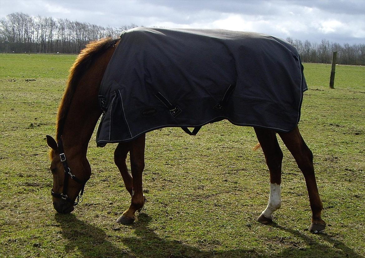 Hollandsk Varmblod Zafira - Folden.. - April 2012
Foto: Camilla Martensen billede 13