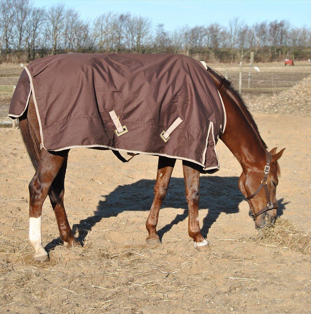 Hollandsk Varmblod Zafira - Folden.. - Februar 2012
Foto: Sabrine Sørensen billede 3