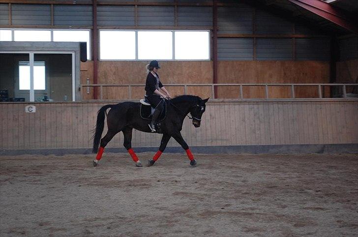 Anden særlig race Qato billede 3