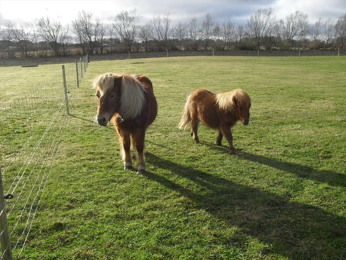 Anden særlig race Misty (min lillebror's) - De to små søde ponyer sammen ;-D billede 2