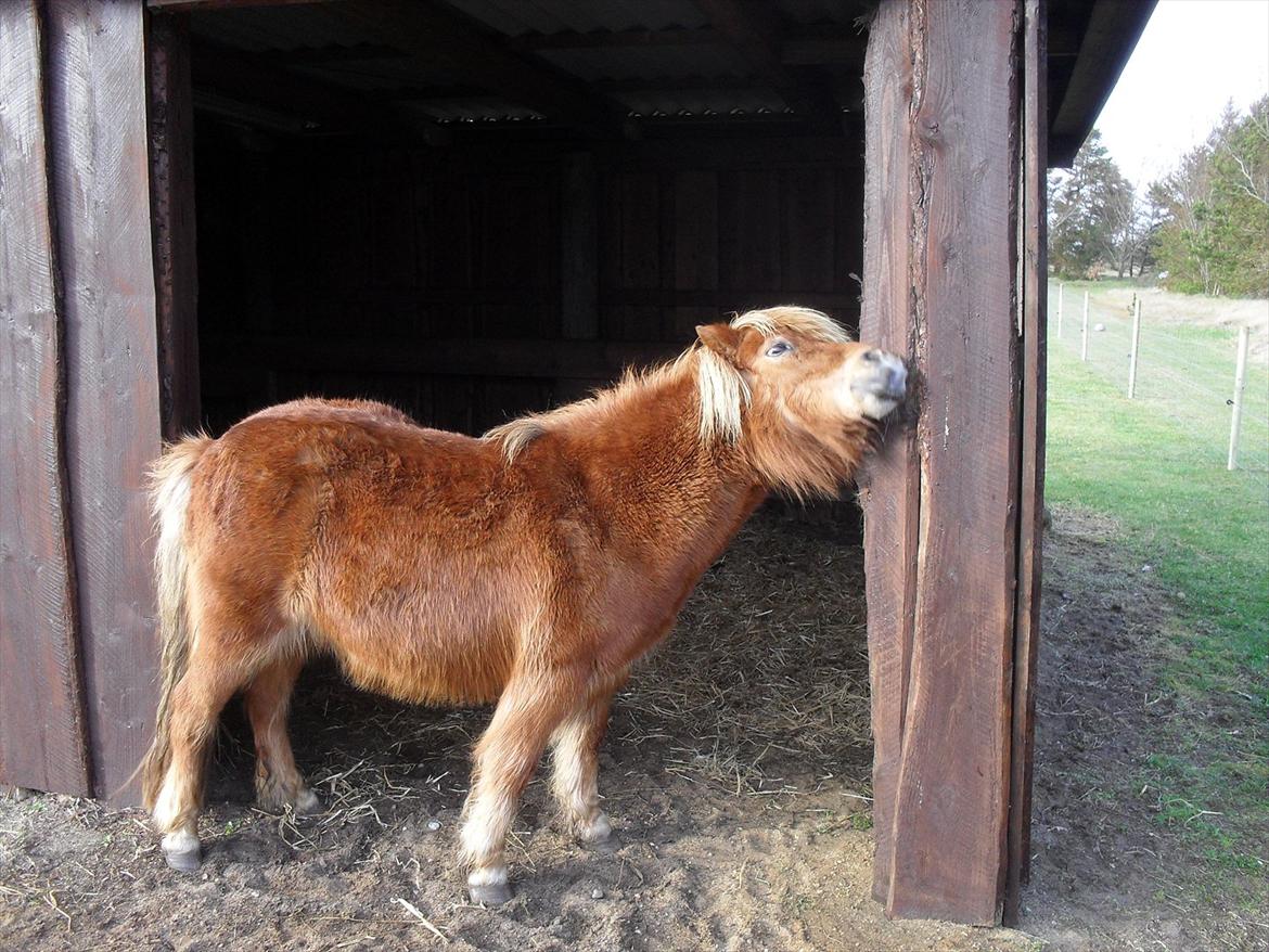 Anden særlig race Misty (min lillebror's) - det er dejligt lige at være så lang at man både kan klø hale og hoved på samme tid ;-D billede 3