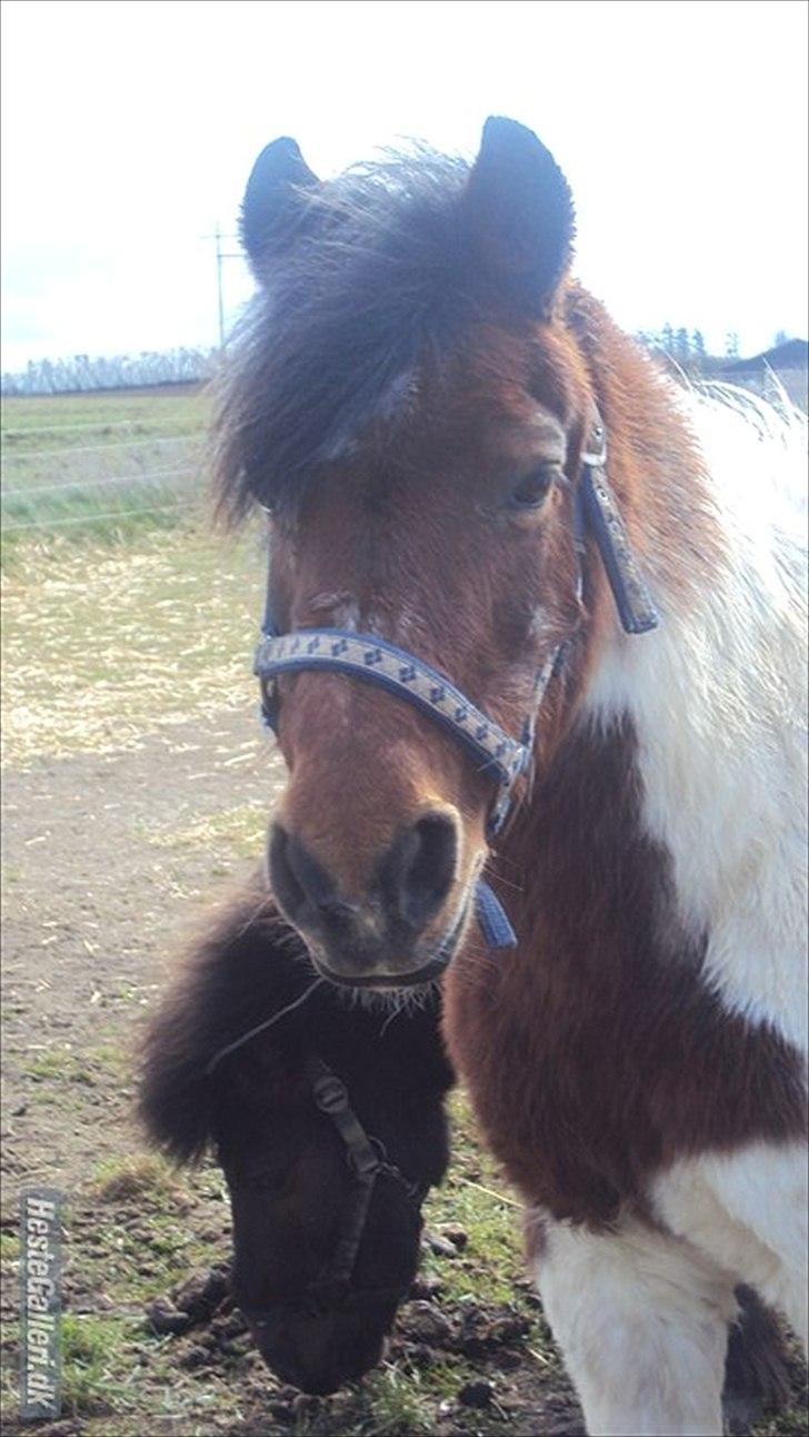 Anden særlig race Malou - Smukke pony dyr <3
<br>
<br>
Foto: Mig :-) billede 17