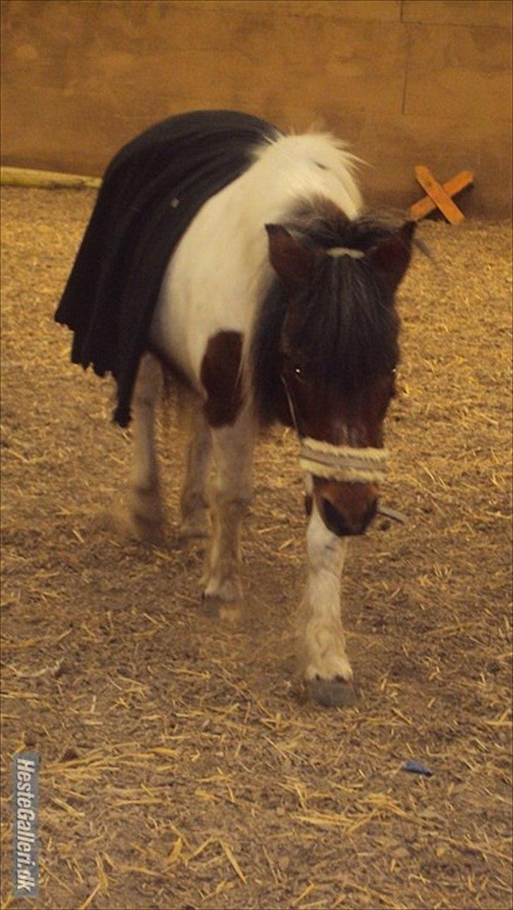 Anden særlig race Malou - Hygge ridning i ridehuset <3
<br>
<br>
Foto: Mig :-) billede 10