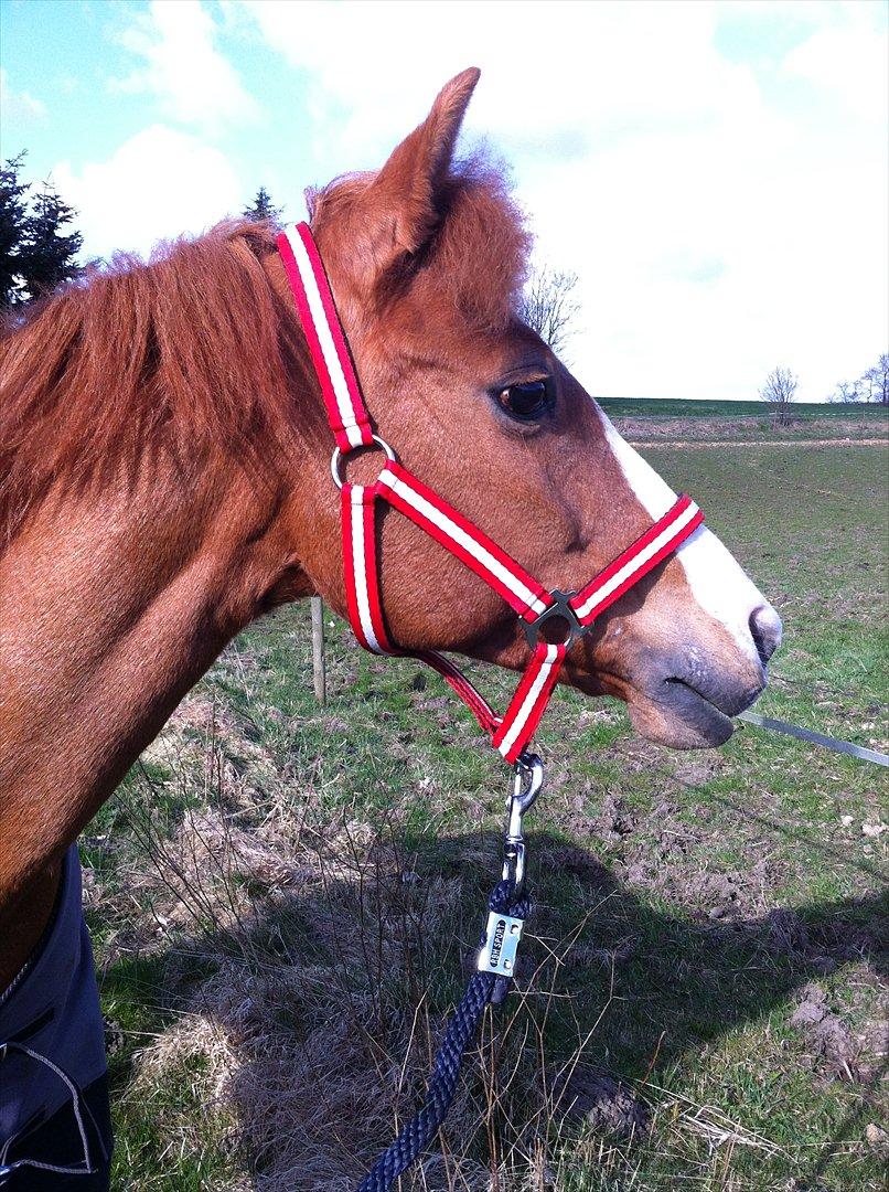 Hollandsk Sportspony Orchid´s Mirabile<3 A-pony - Min lille pony<3 billede 8