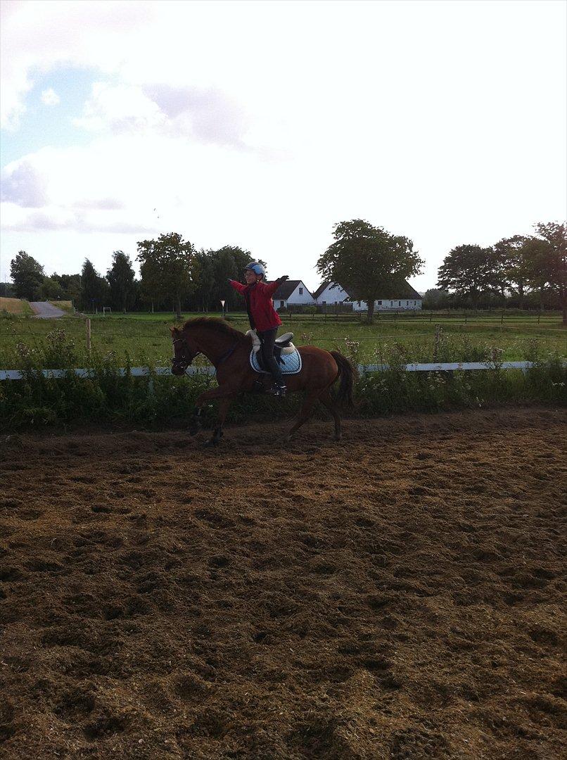 Anden særlig race Bakkegaardens Bailey<3 A-pony - Bailey, jeg kan ikke beskrive hvor meget jeg elsker dig!<3 Jeg stoler på dig 100%<3 Du vil altid ha' en speciel plads i mit hjerte:) billede 11