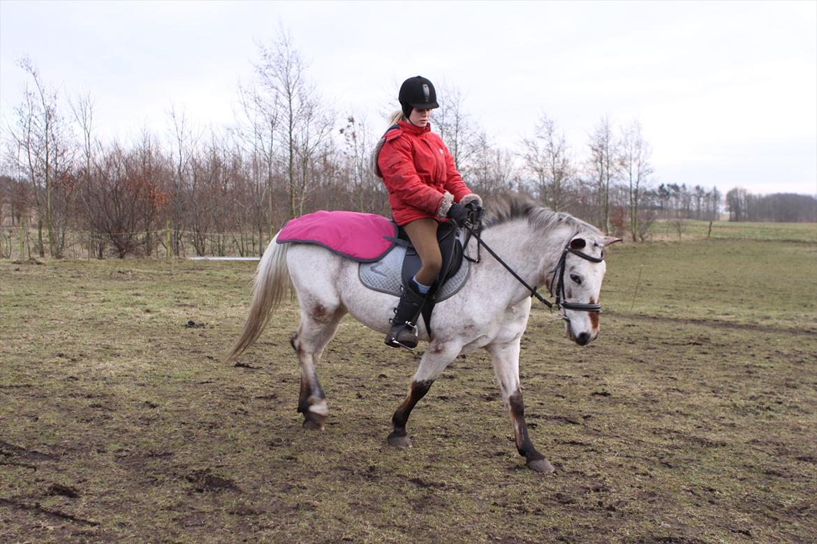 Anden særlig race SKOVGÅRDENS SHARNIE<3 -ninja-gede-knirke- - Dressur vinter/forår 2012 billede 18