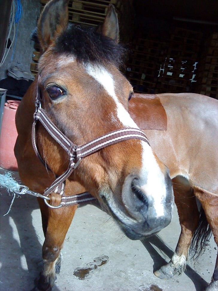 DSP Miss Tøsen *red* billede 5