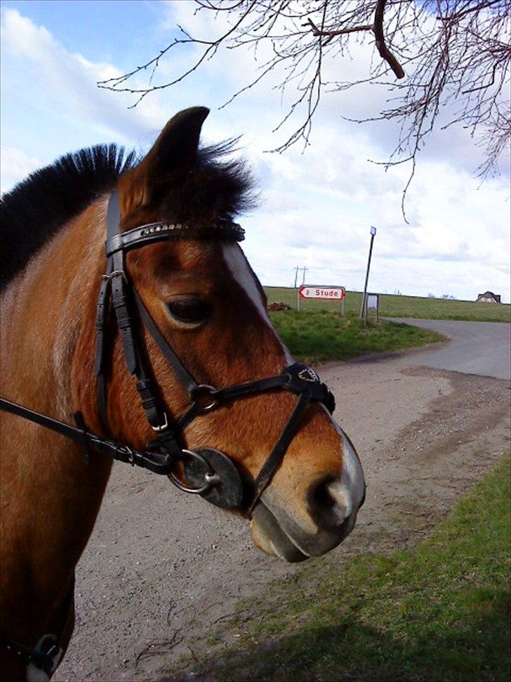 DSP Miss Tøsen *red* billede 10