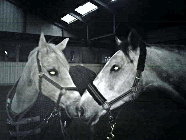 Holstener Armstrong ( Min bedste ven) <3 - kæresten <3 billede 13