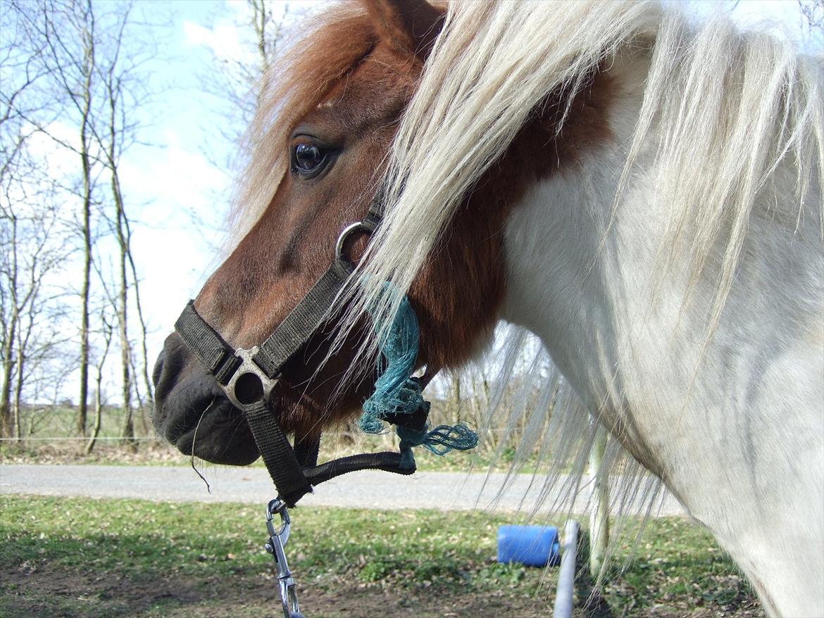 Shetlænder Lucas <333 - Velkommen til Lucas's profil <3 billede 1