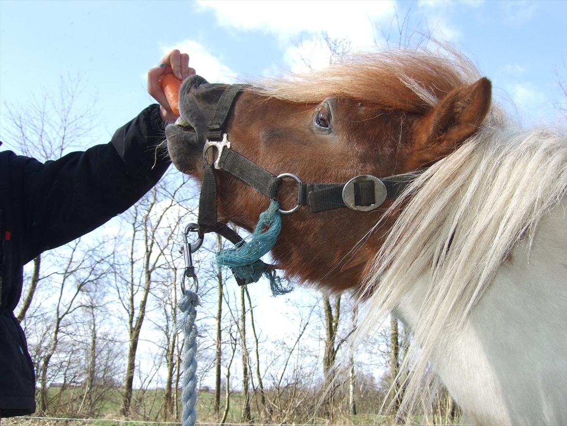 Shetlænder Lucas <333 - Uhm.. Gulerod! billede 2