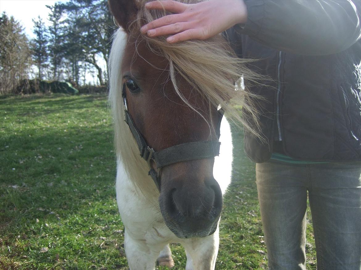 Shetlænder Lucas <333 - Lækkermås?! billede 16
