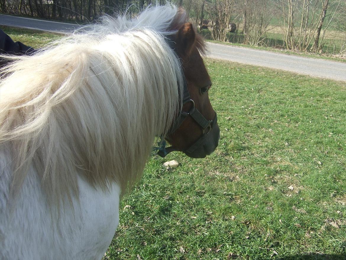 Shetlænder Lucas <333 - Dejlige dreng?! billede 4