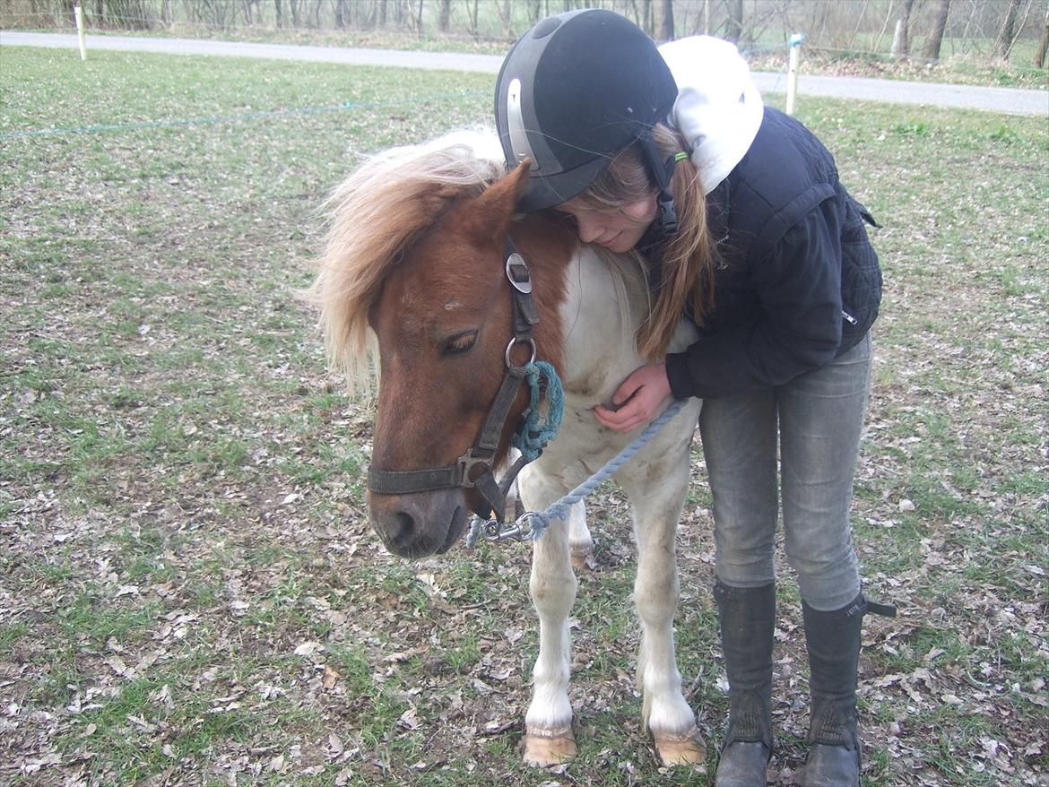 Shetlænder Lucas <333 - Nusse nusse, Hanna. billede 5