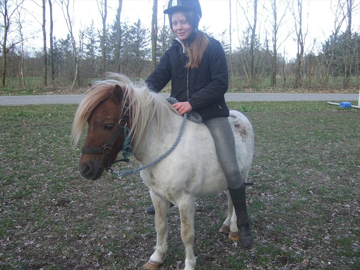 Shetlænder Lucas <333 - Tilridning, du klare det SÅ godt! billede 6