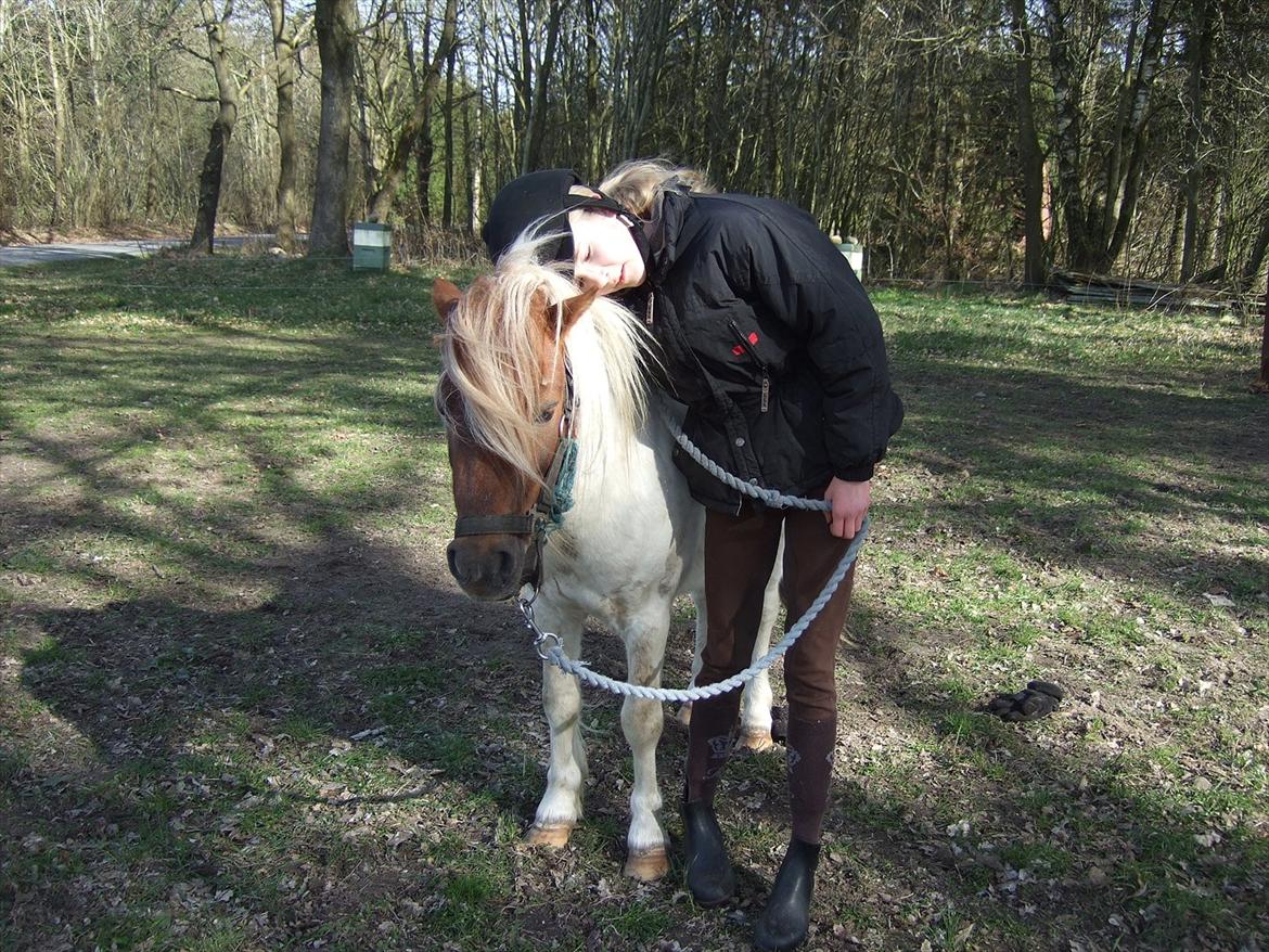 Shetlænder Lucas <333 - Nus nus, igeen :D<3 billede 7