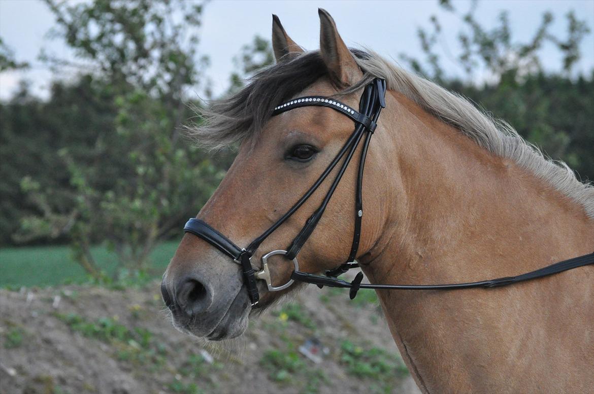 Anden særlig race Bianca (B1) billede 3