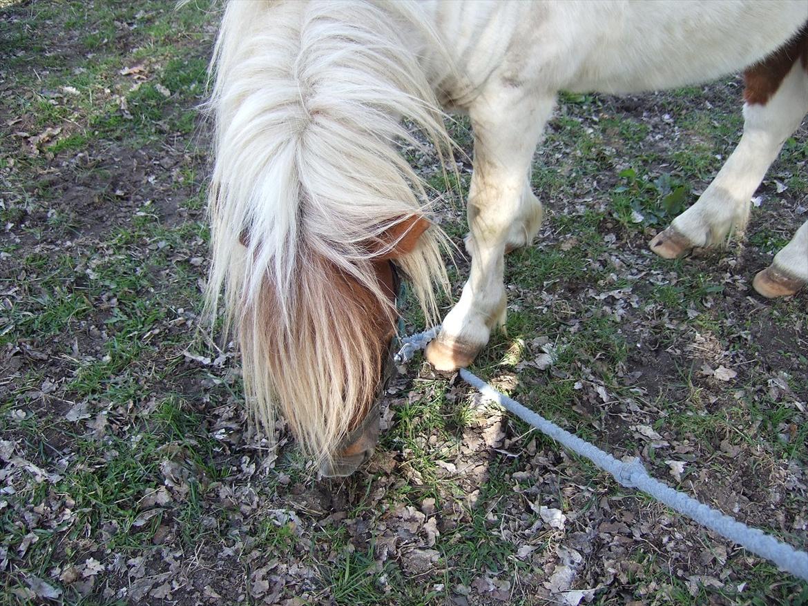 Shetlænder Lucas <333 - Græsse. billede 8