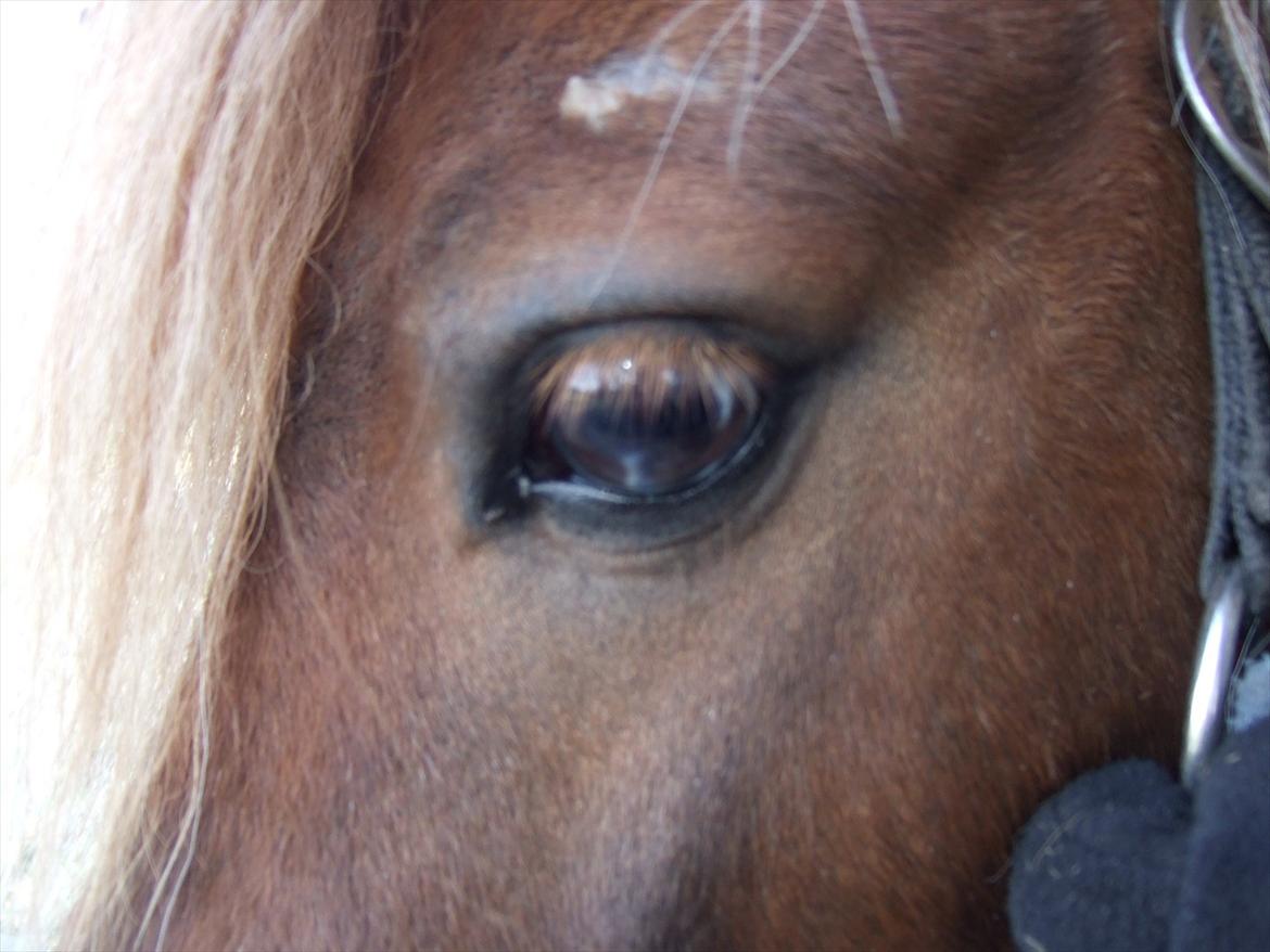 Shetlænder Lucas <333 - Så smuk?! billede 9