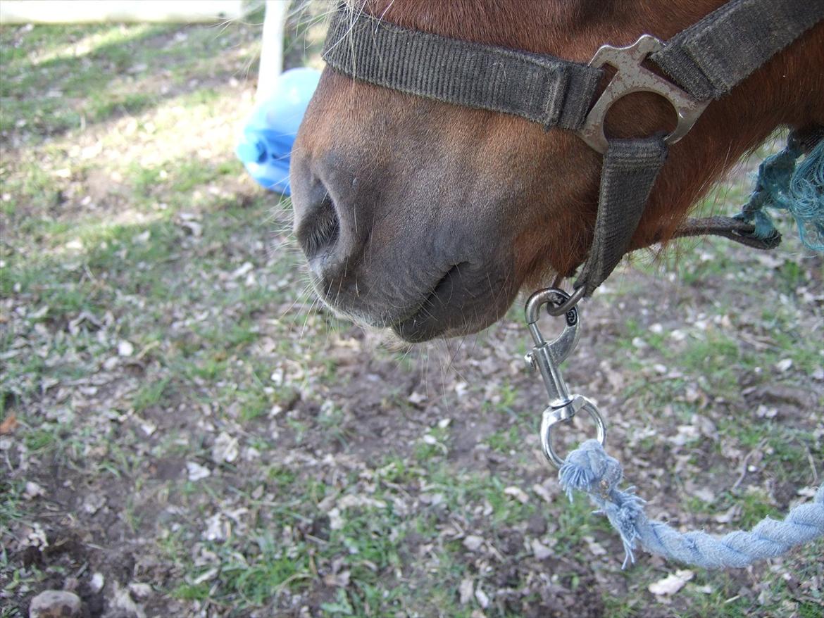 Shetlænder Lucas <333 - Nurh, lille mule! billede 10