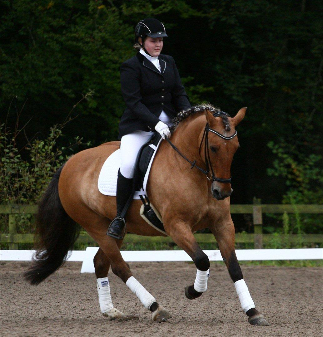 Anden særlig race Bianca (B1) - Højelsescup finale hest 2011. 5. plads. CR-foto billede 4