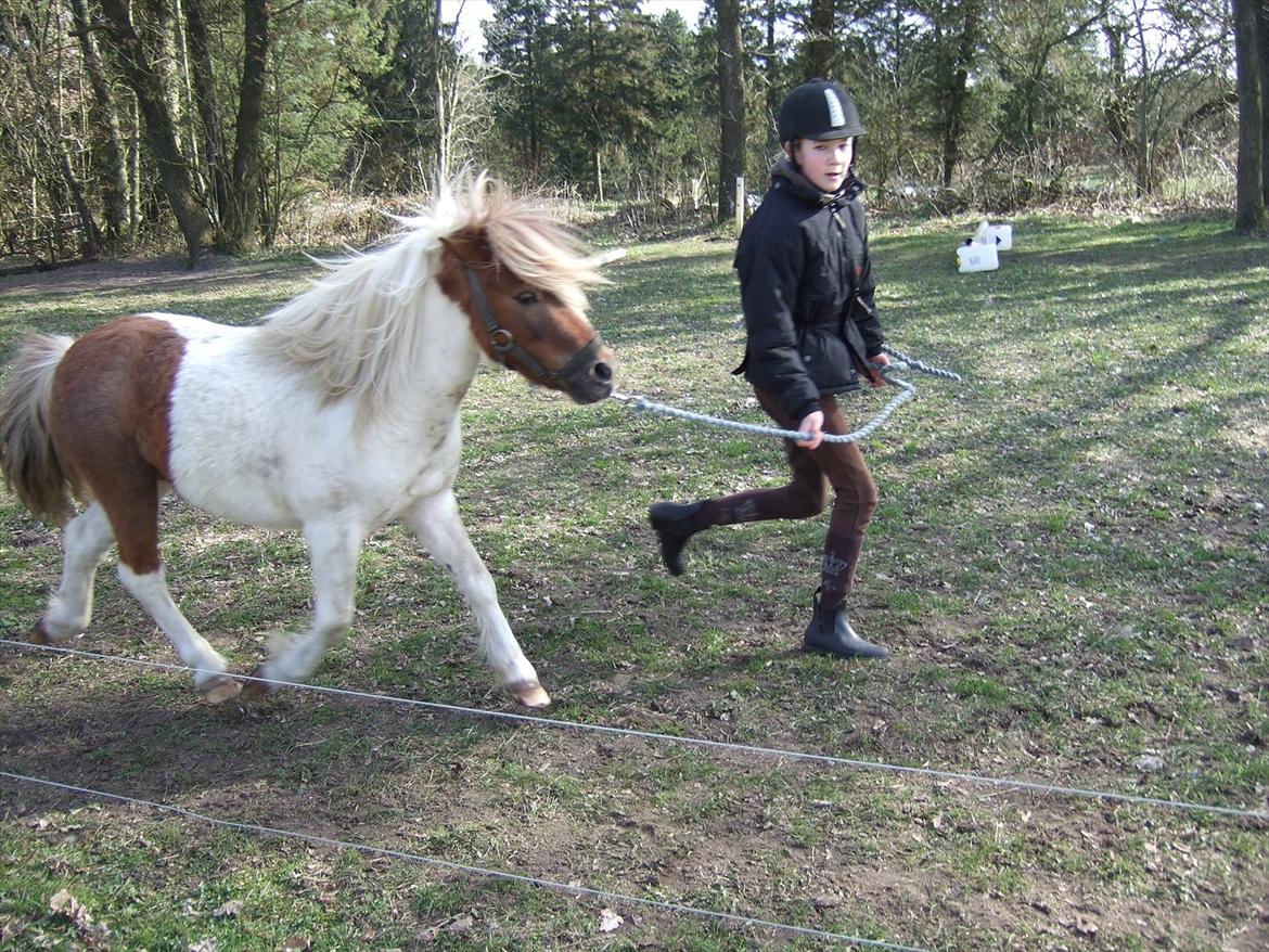 Shetlænder Lucas <333 - Flot trav! billede 11