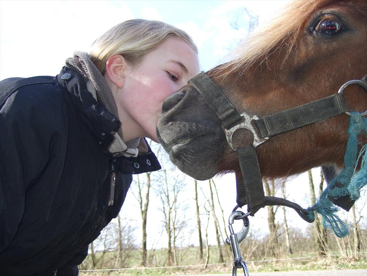 Shetlænder Lucas <333 - En dejlig mysser <3 billede 12