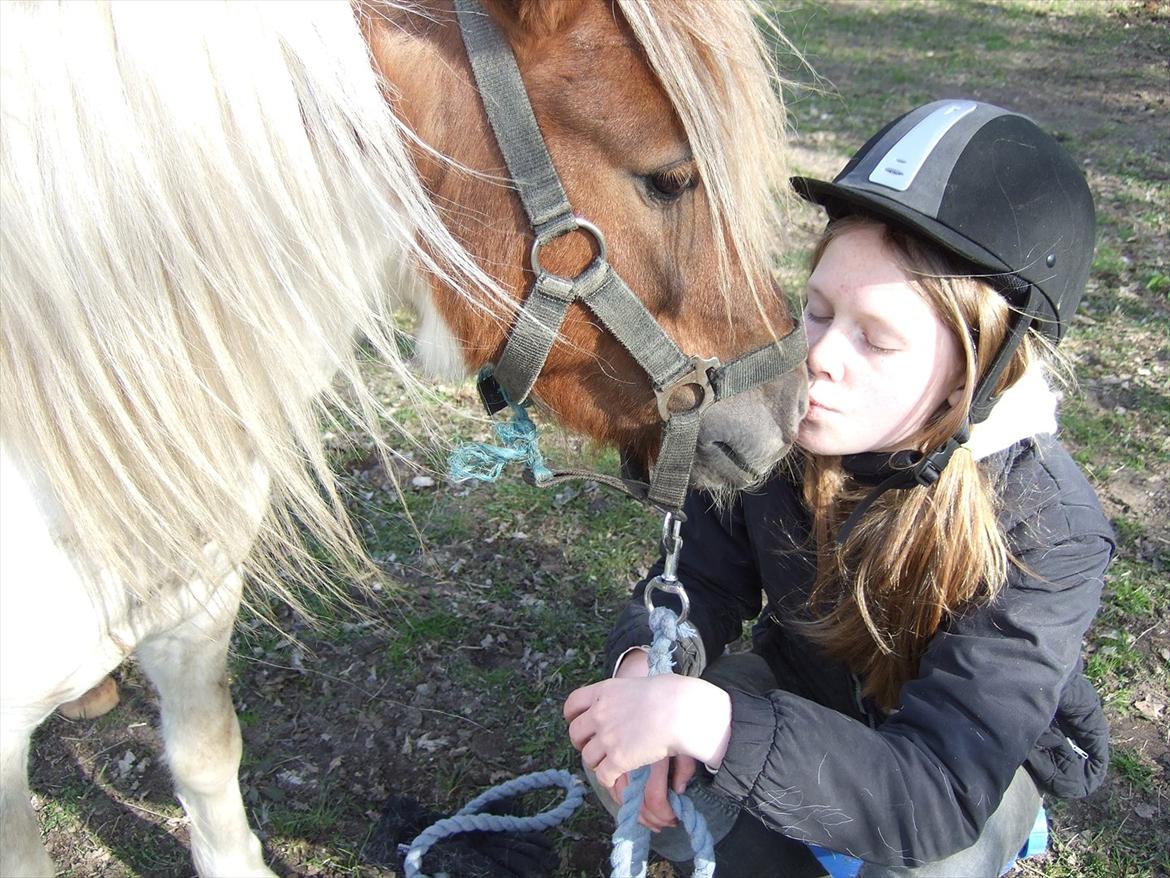 Shetlænder Lucas <333 - Endnu et dejligt mys! <3 billede 13