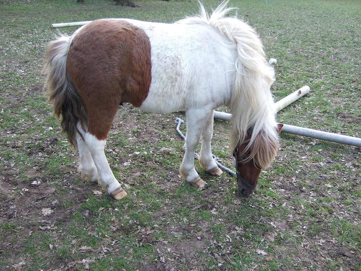 Shetlænder Lucas <333 - Højre side. billede 14