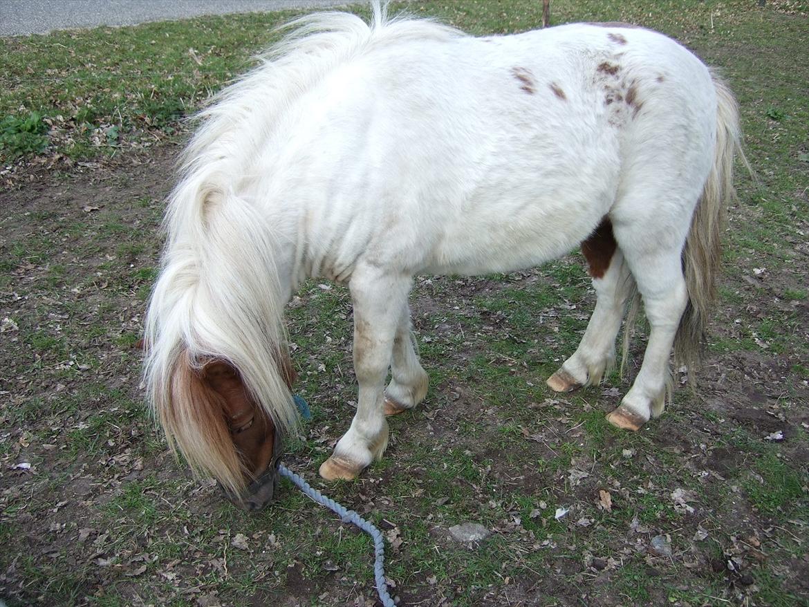 Shetlænder Lucas <333 - Venstre side. billede 15