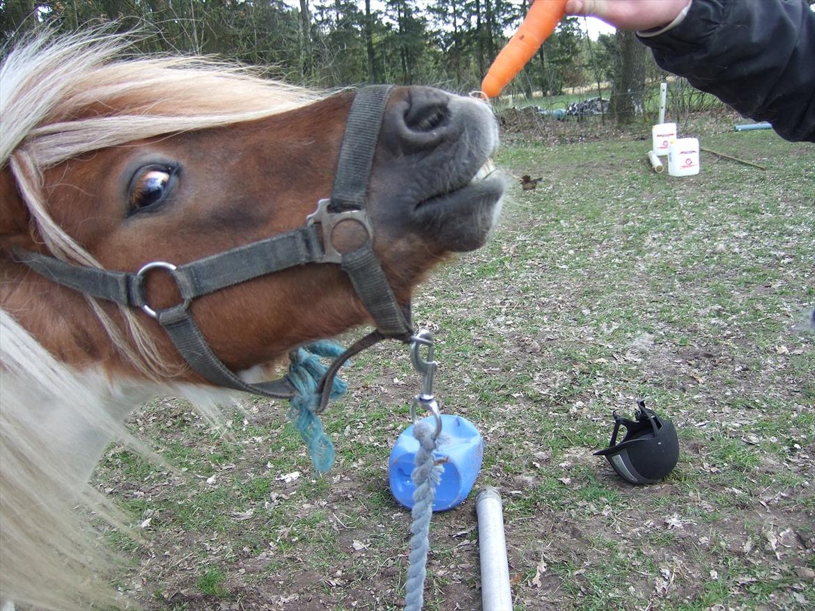 Shetlænder Lucas <333 - I driller :D billede 3