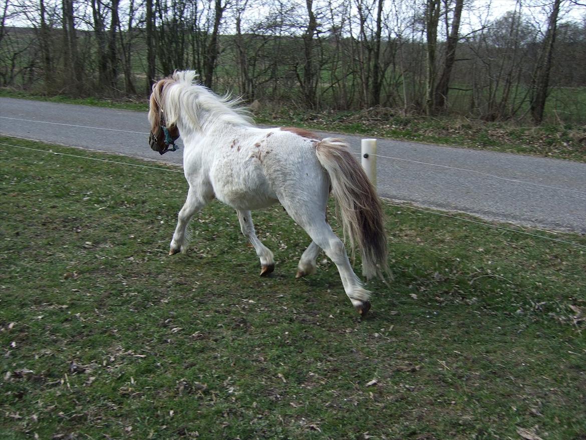 Shetlænder Lucas <333 - Lækker trav! billede 17