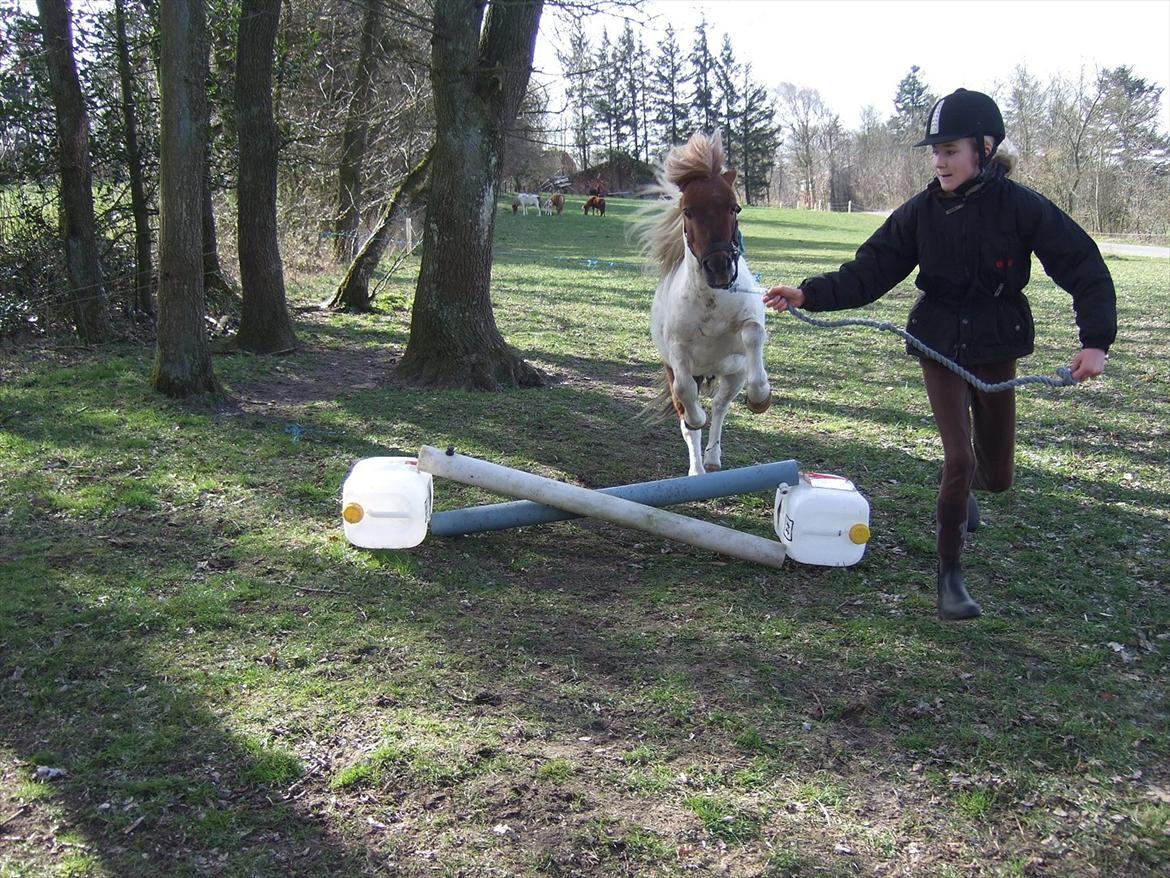 Shetlænder Lucas <333 - Smukt spring.
- Smid en kommentar, og bedømmelse og vi giver igen <3 billede 18