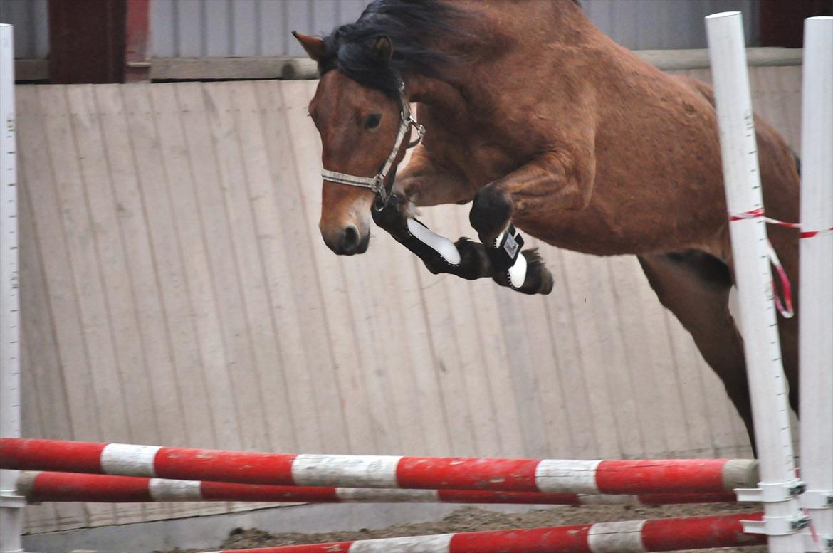 Anden særlig race Rolighedens Barano (B2) - Løsspring 24-03-2012 billede 9