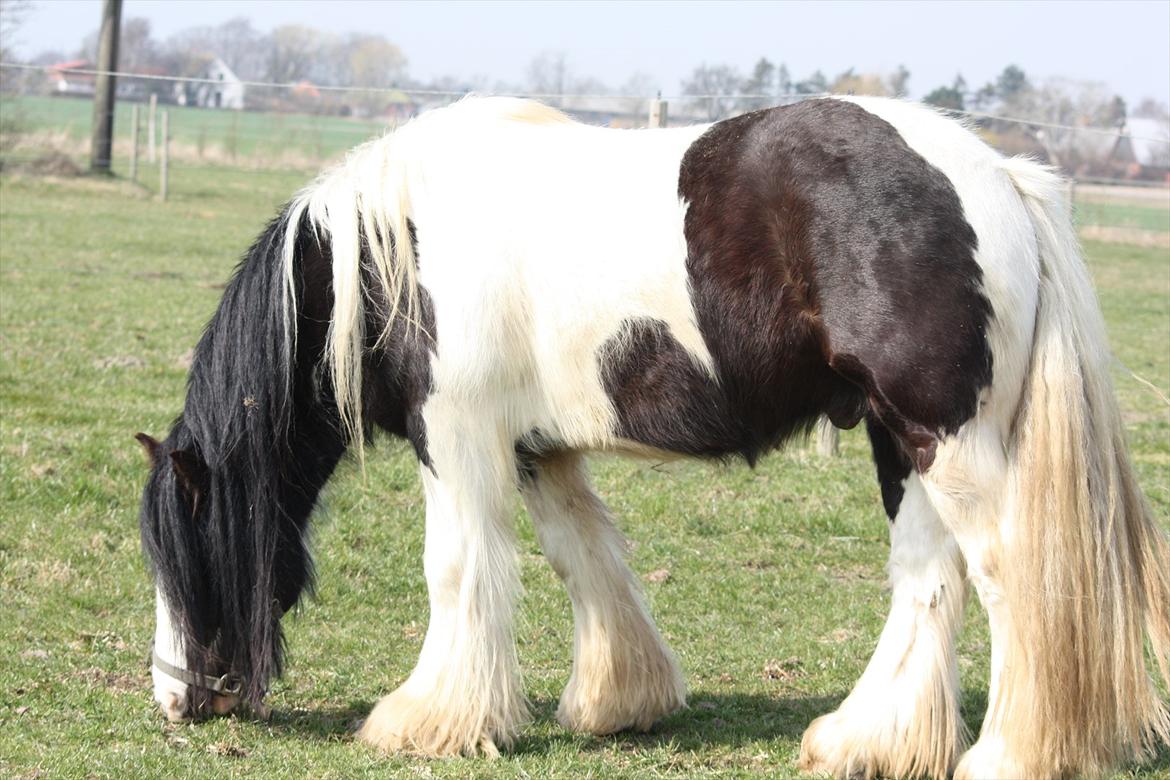 Irish Cob Axelved´s Silken Eachan billede 1