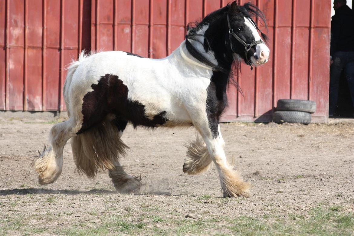 Irish Cob Axelved´s Silken Eachan billede 2