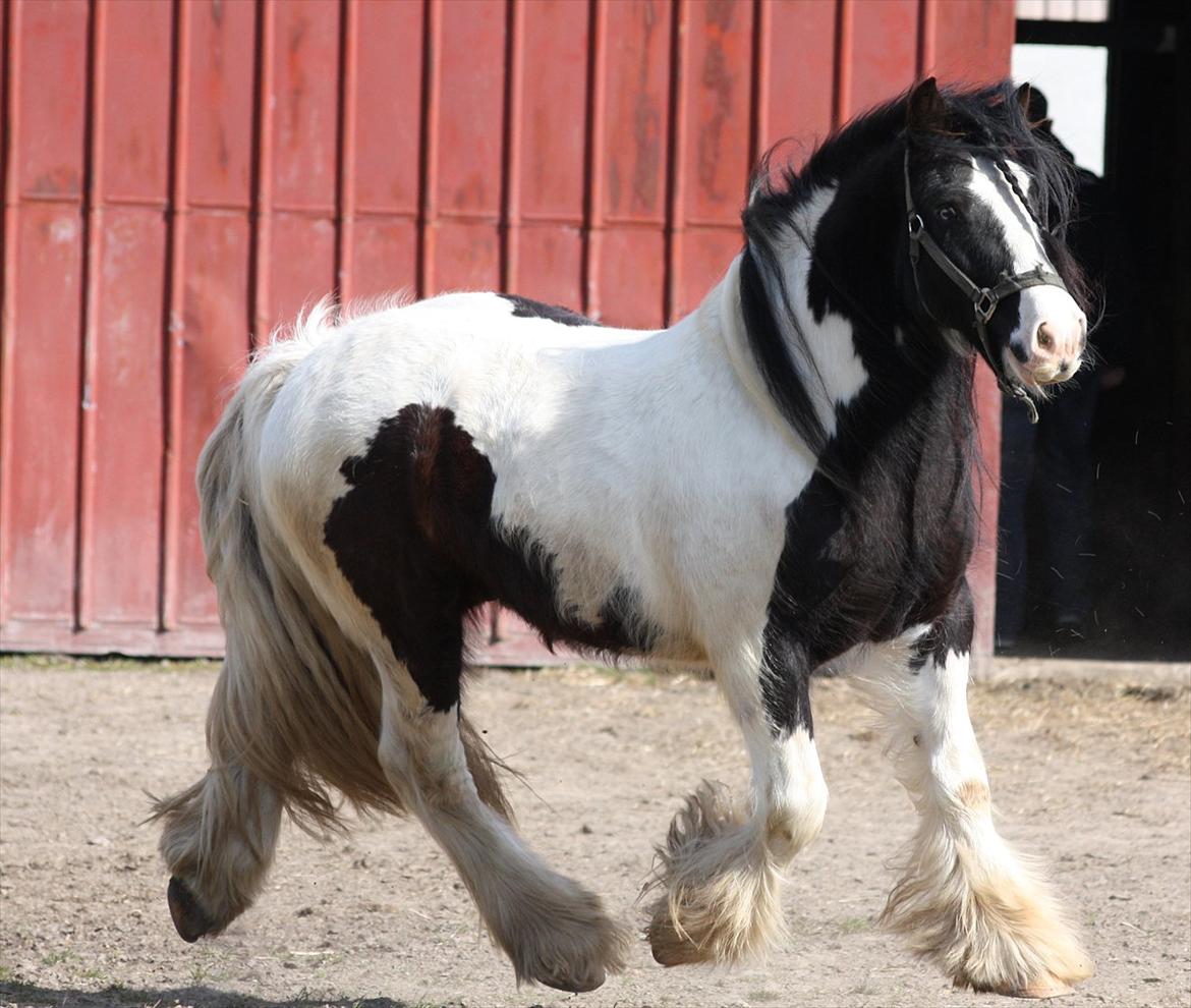 Irish Cob Axelved´s Silken Eachan billede 3