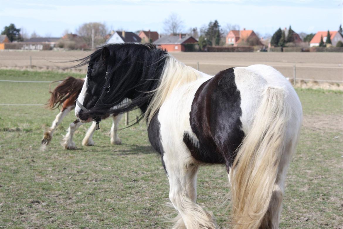 Irish Cob Axelved´s Silken Eachan billede 4
