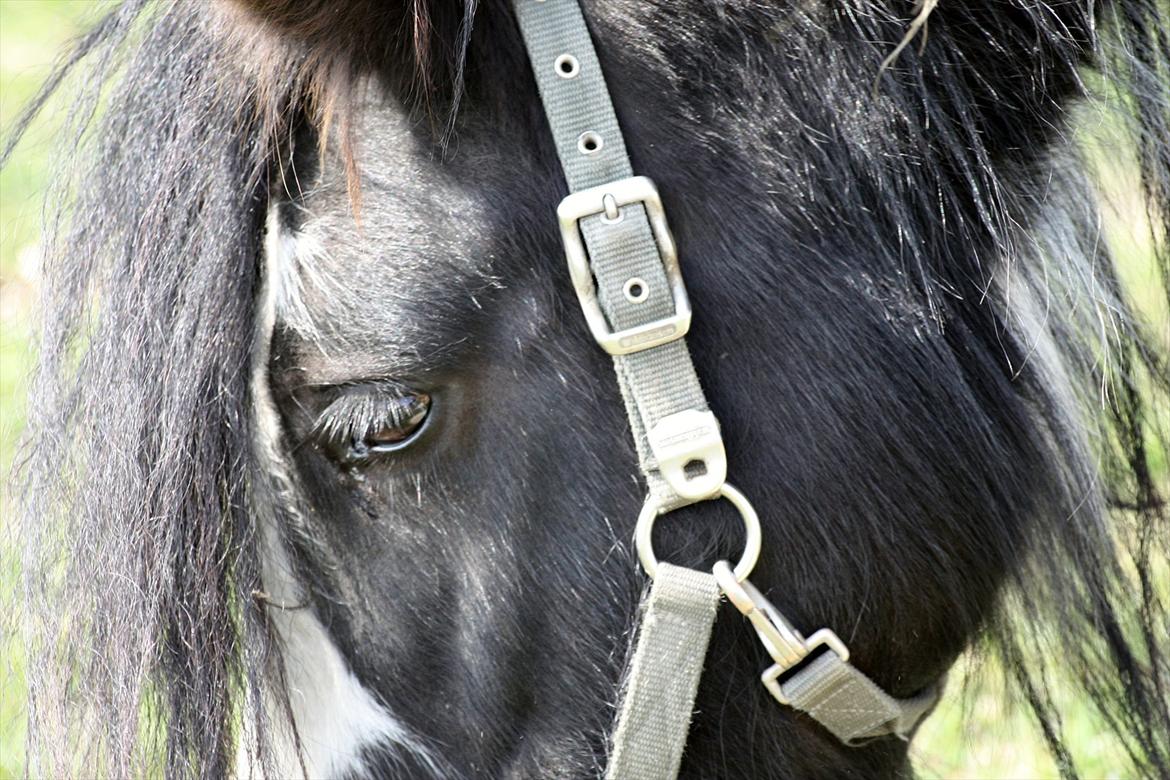 Irish Cob Axelved´s Silken Eachan billede 5