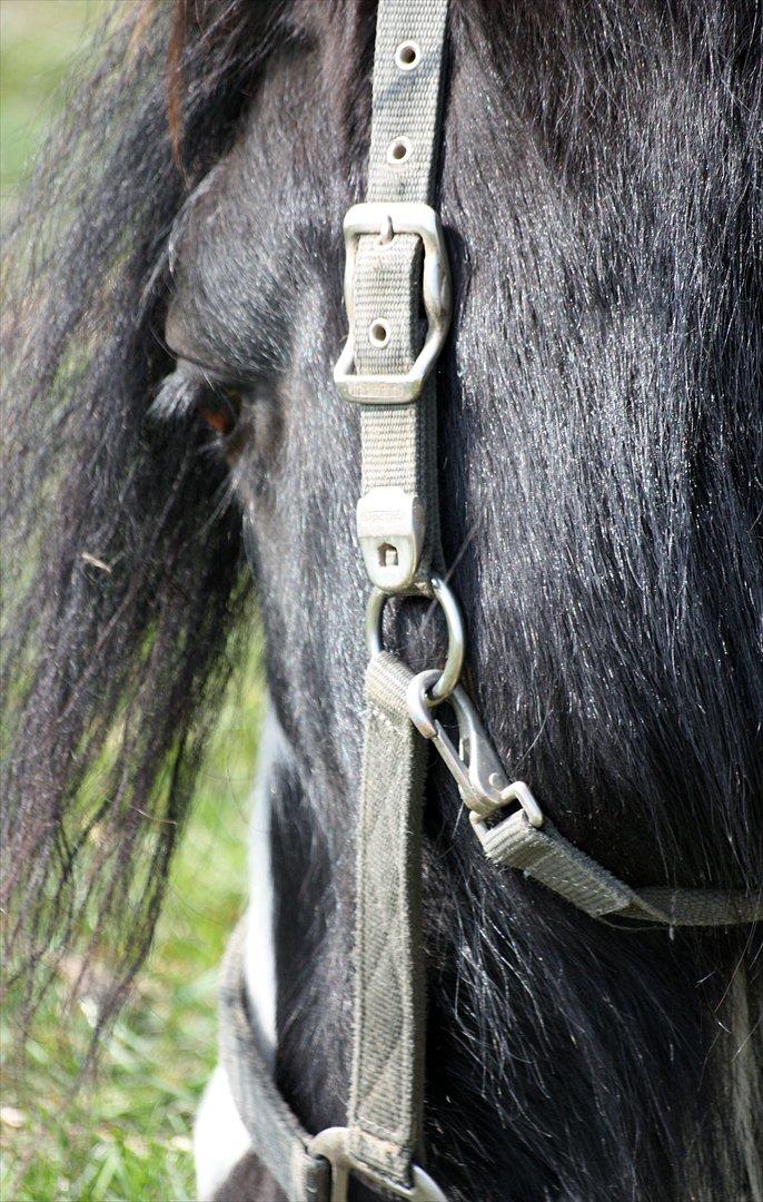 Irish Cob Axelved´s Silken Eachan billede 6