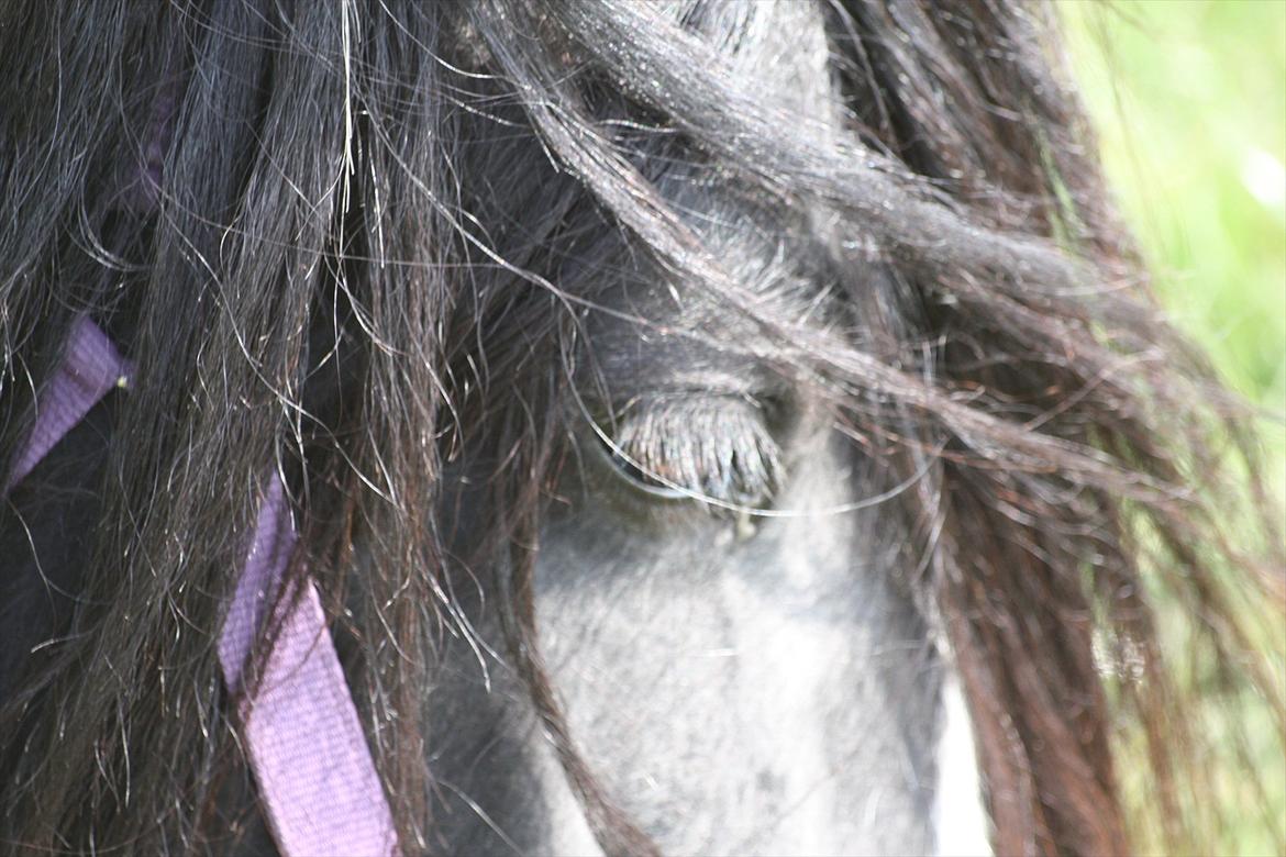 Irish Cob Axelved´s Silken Eachan billede 7