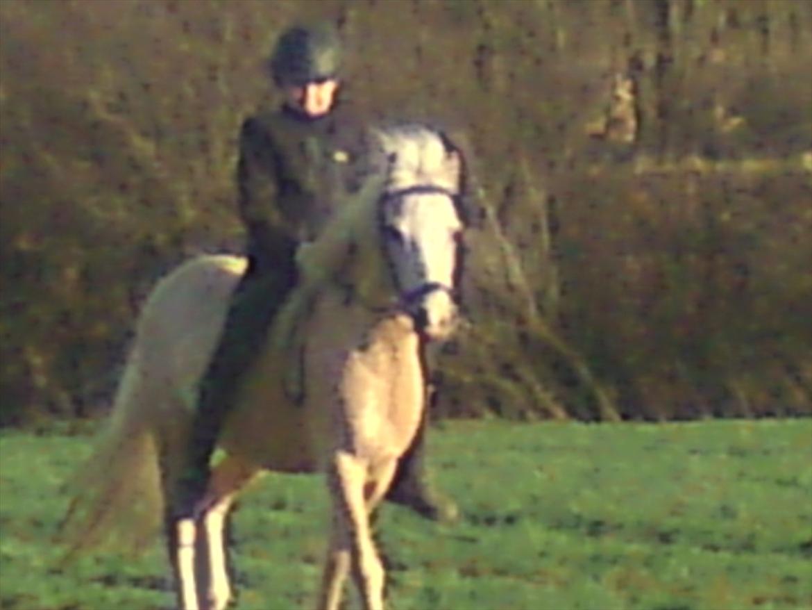 Welsh Mountain (sec A) Emil - Emil og jeg på aftentur billede 7
