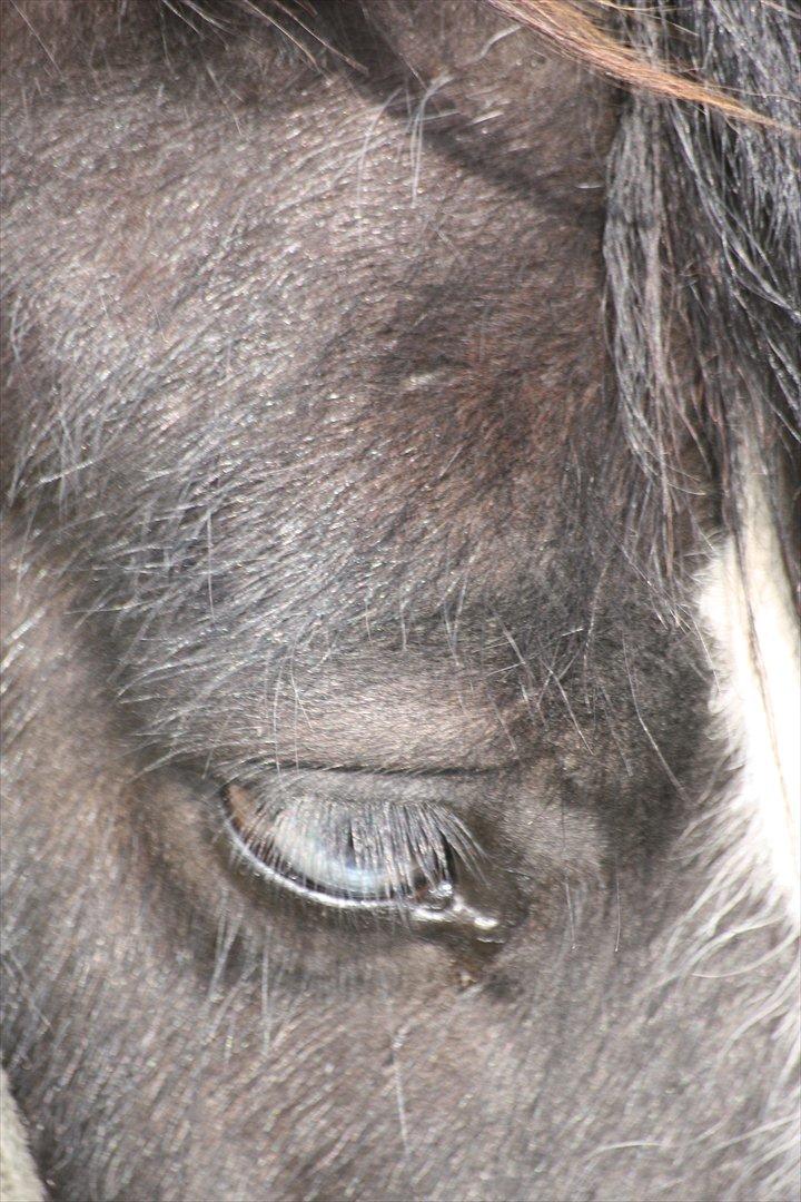Irish Cob Axelved´s Silken Eachan billede 8