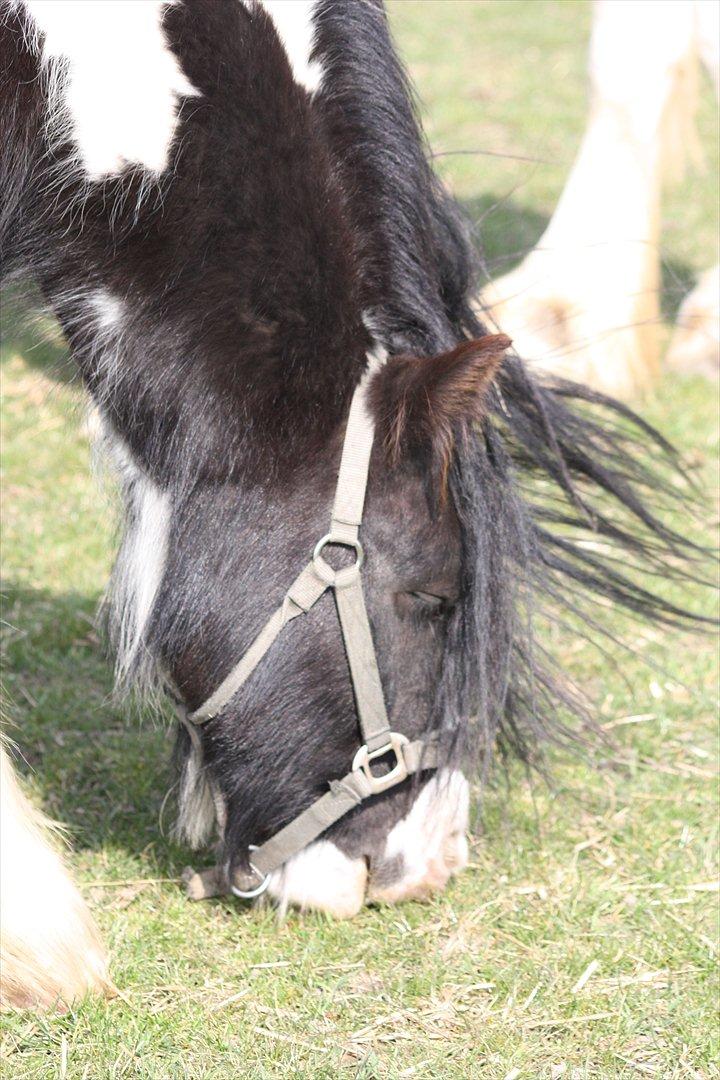 Irish Cob Axelved´s Silken Eachan billede 9