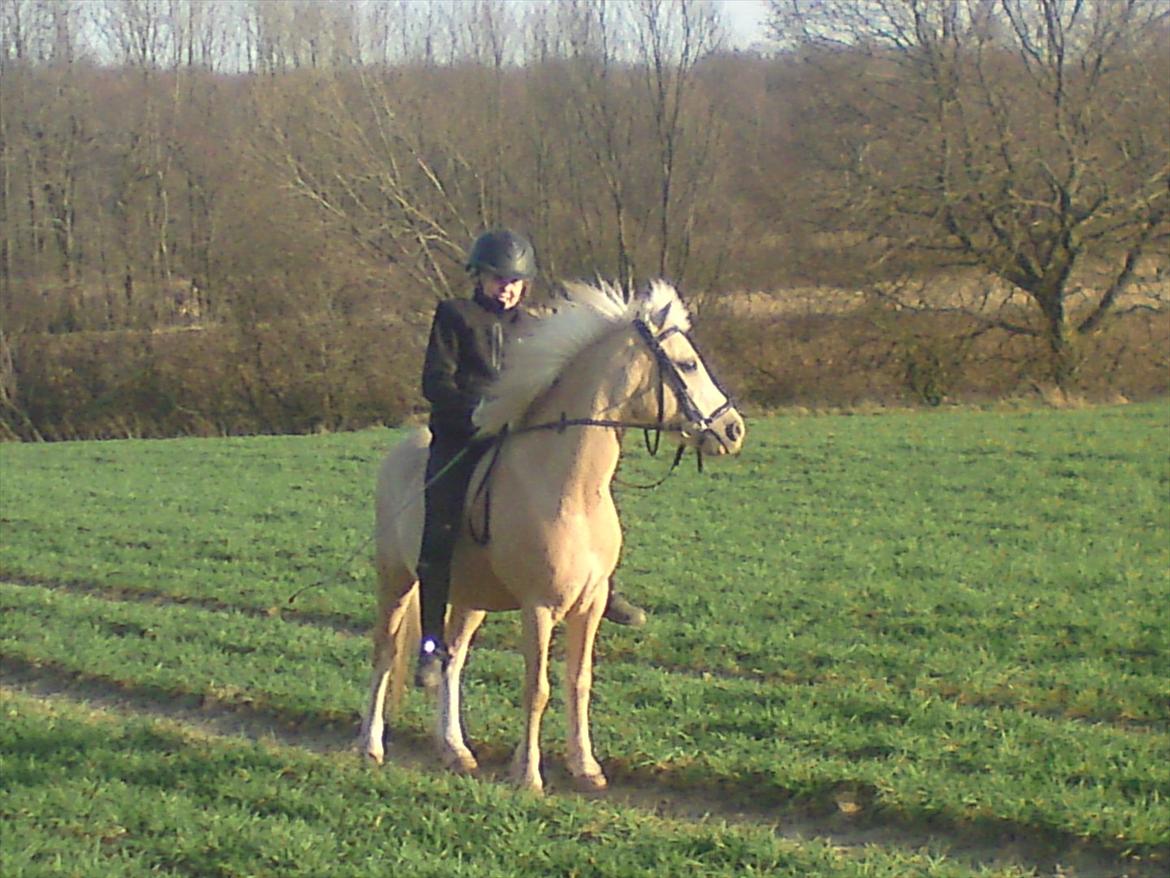 Welsh Mountain (sec A) Emil - Hov! Hvor blev de andre af ? Løb jeg for hurtigt... :-) billede 4