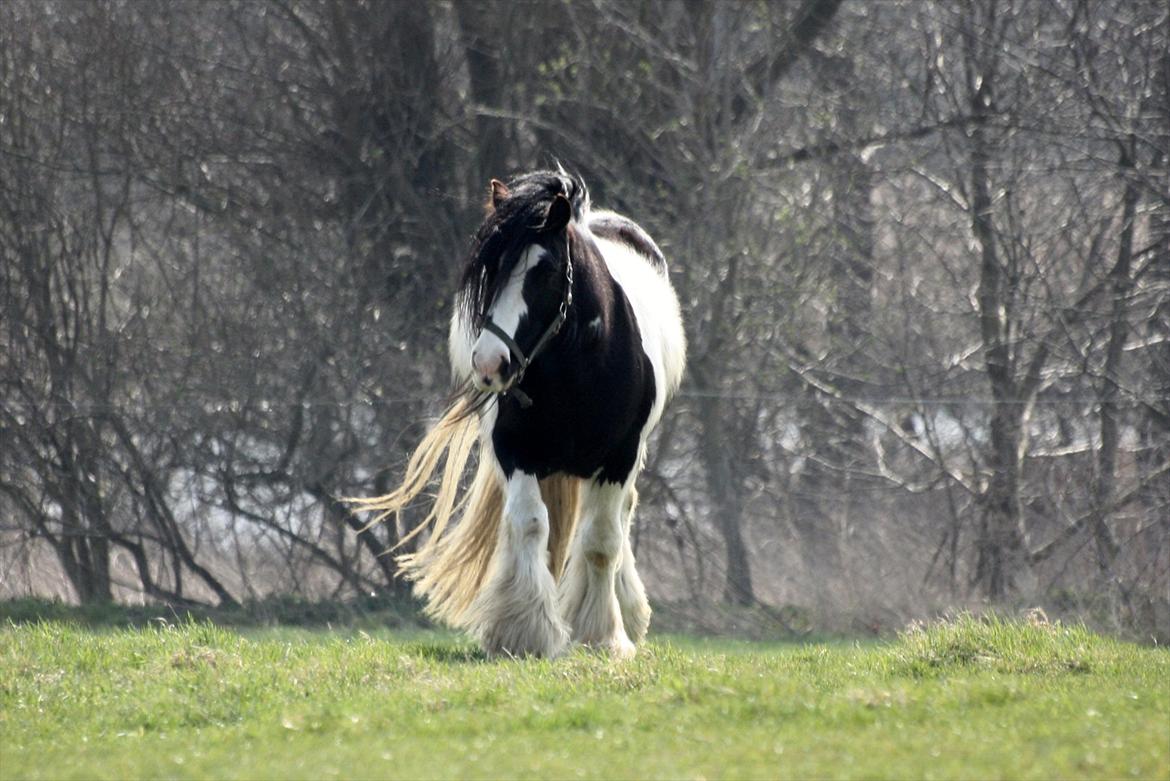Irish Cob Axelved´s Silken Eachan billede 10