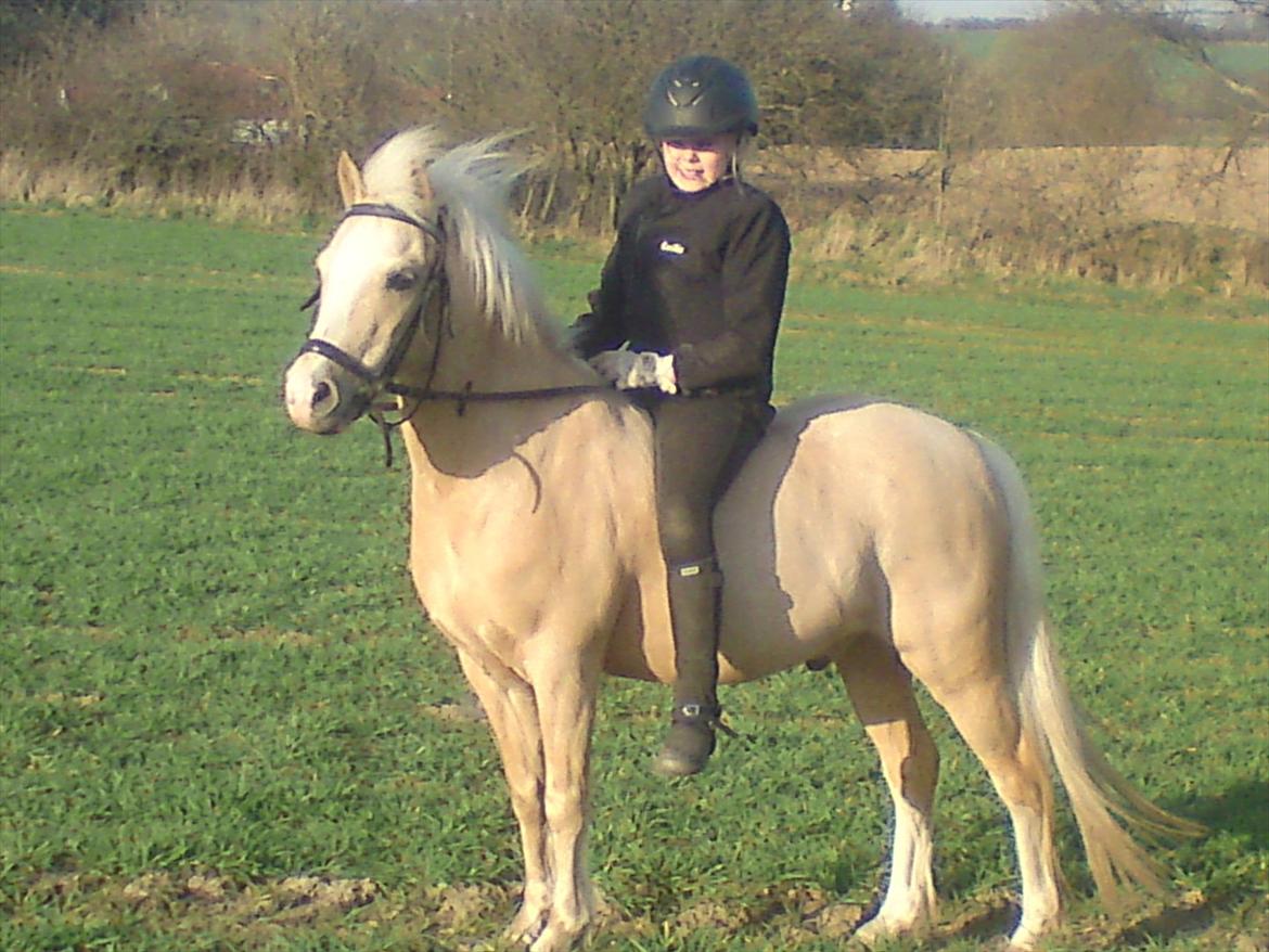Welsh Mountain (sec A) Emil billede 6