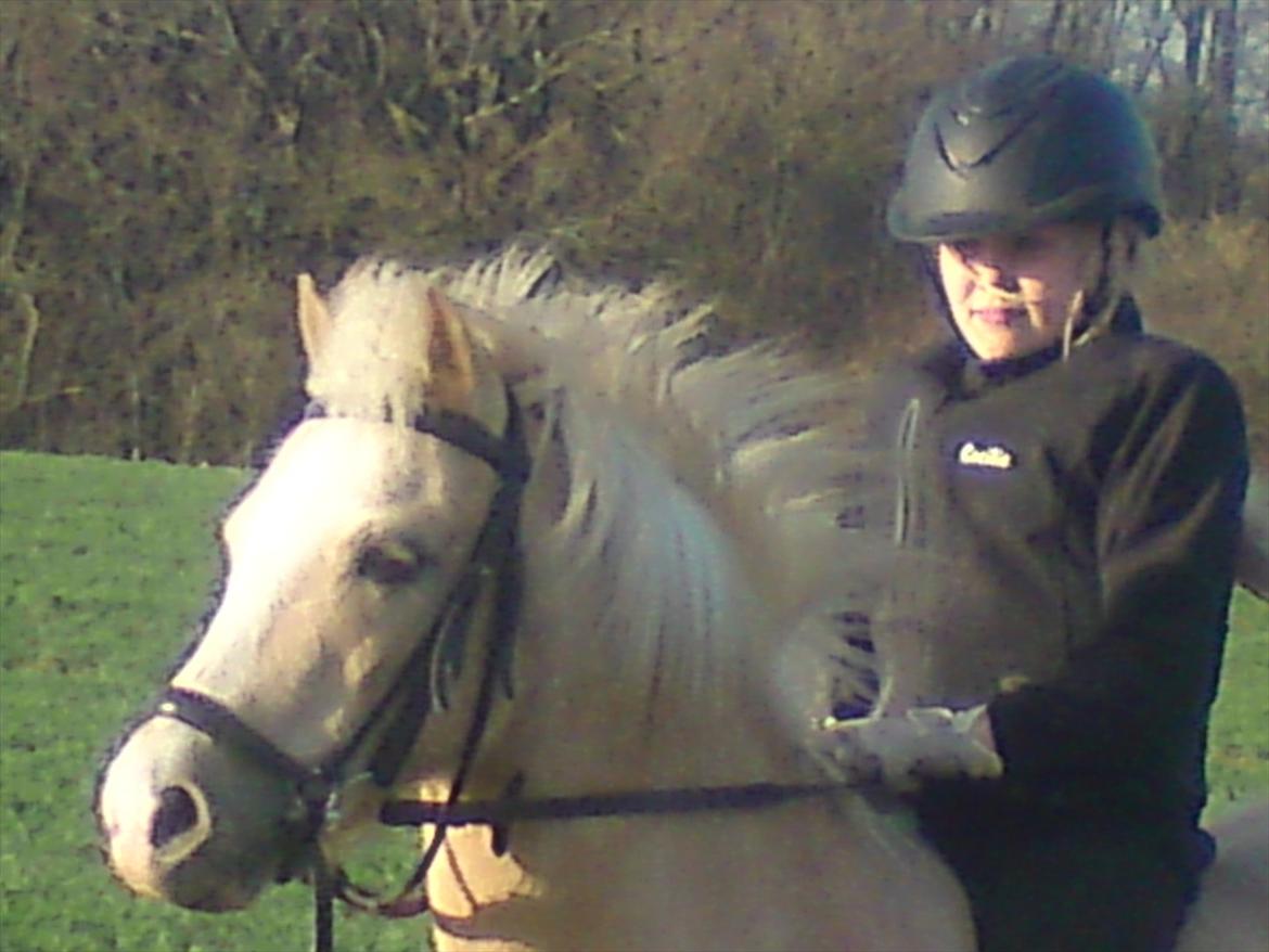 Welsh Mountain (sec A) Emil - Dejlig tur uden sadel:-) billede 5