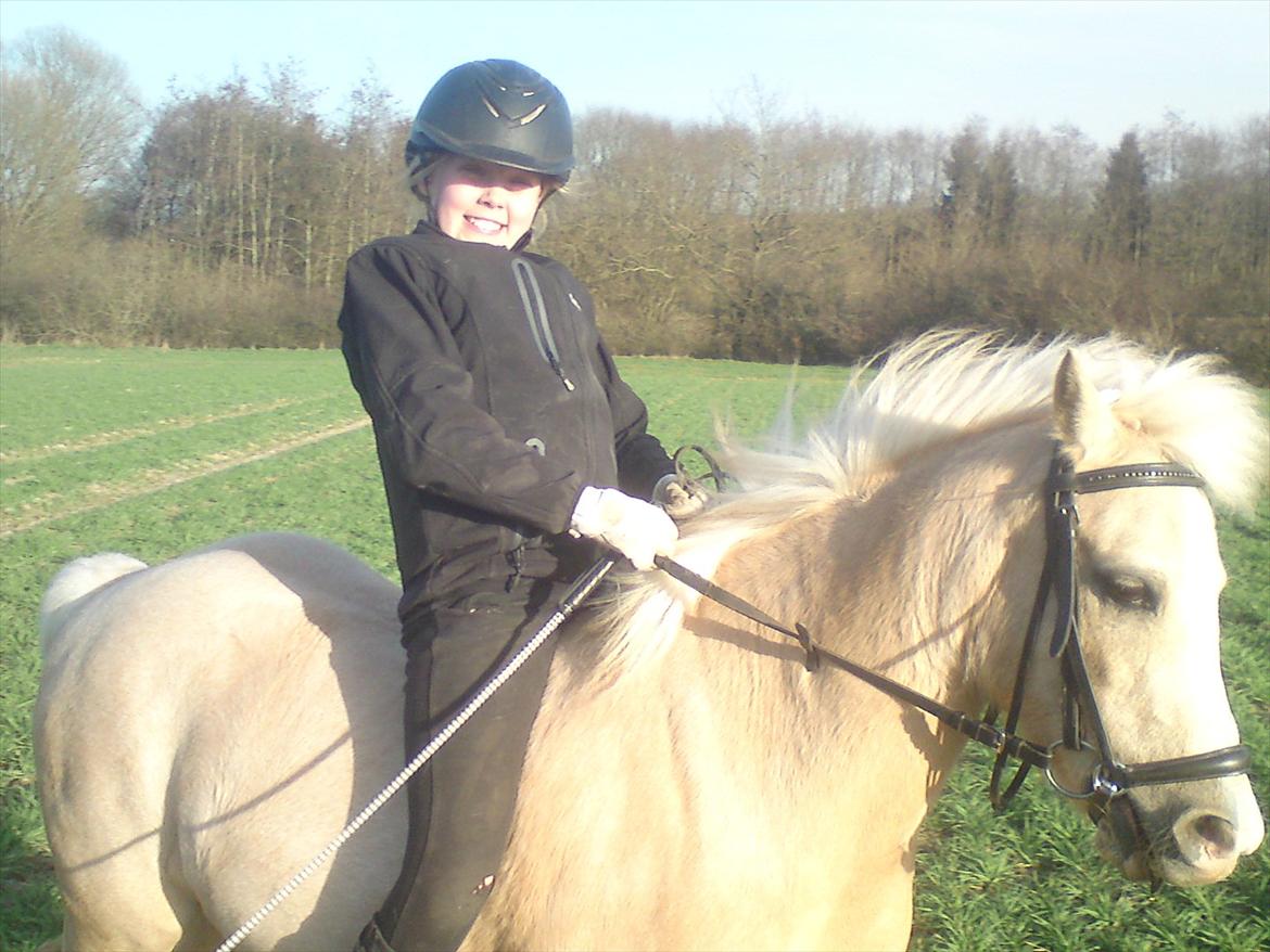 Welsh Mountain (sec A) Emil billede 8